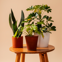 Artificial Plants and Pots