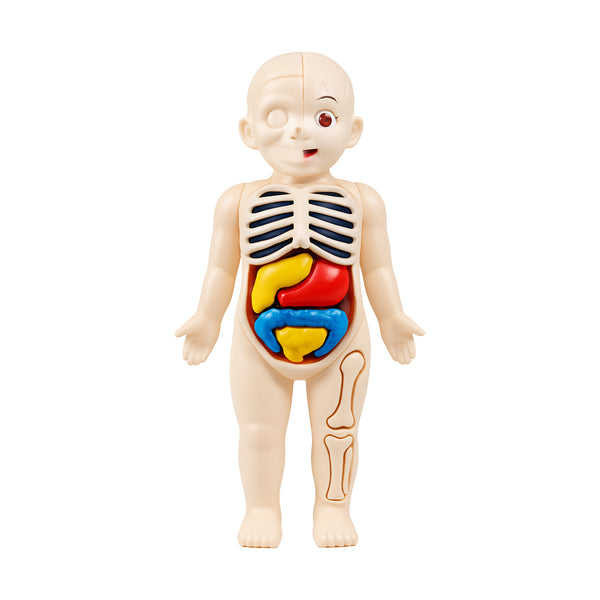14PCs Educational 3D Model Scientific Blocks Model Building Toys Human Anatomy Organ
