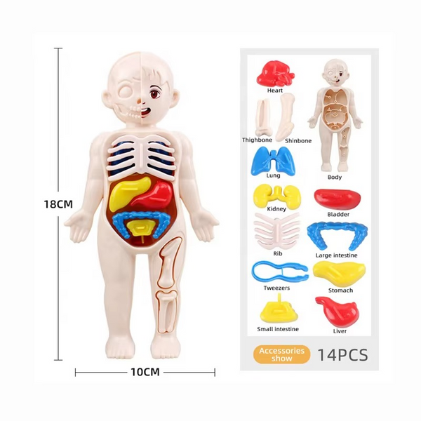 14PCs Educational 3D Model Scientific Blocks Model Building Toys Human Anatomy Organ